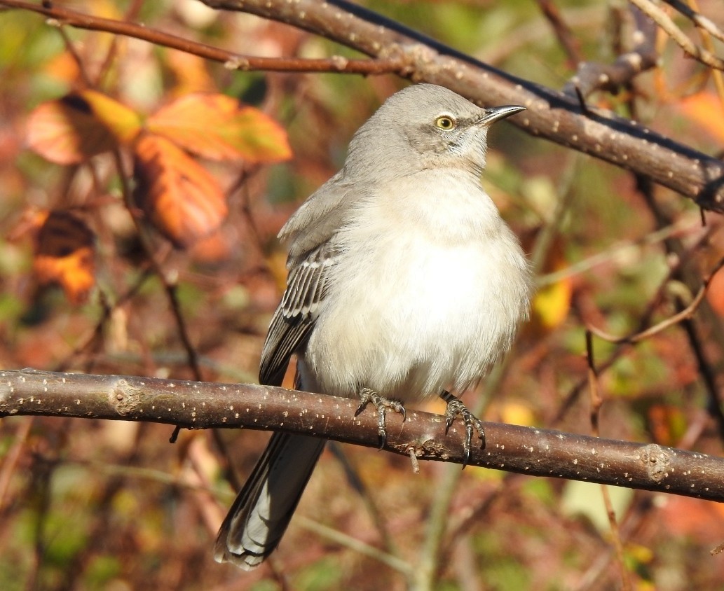 Northern Mockingbird - ML646181269
