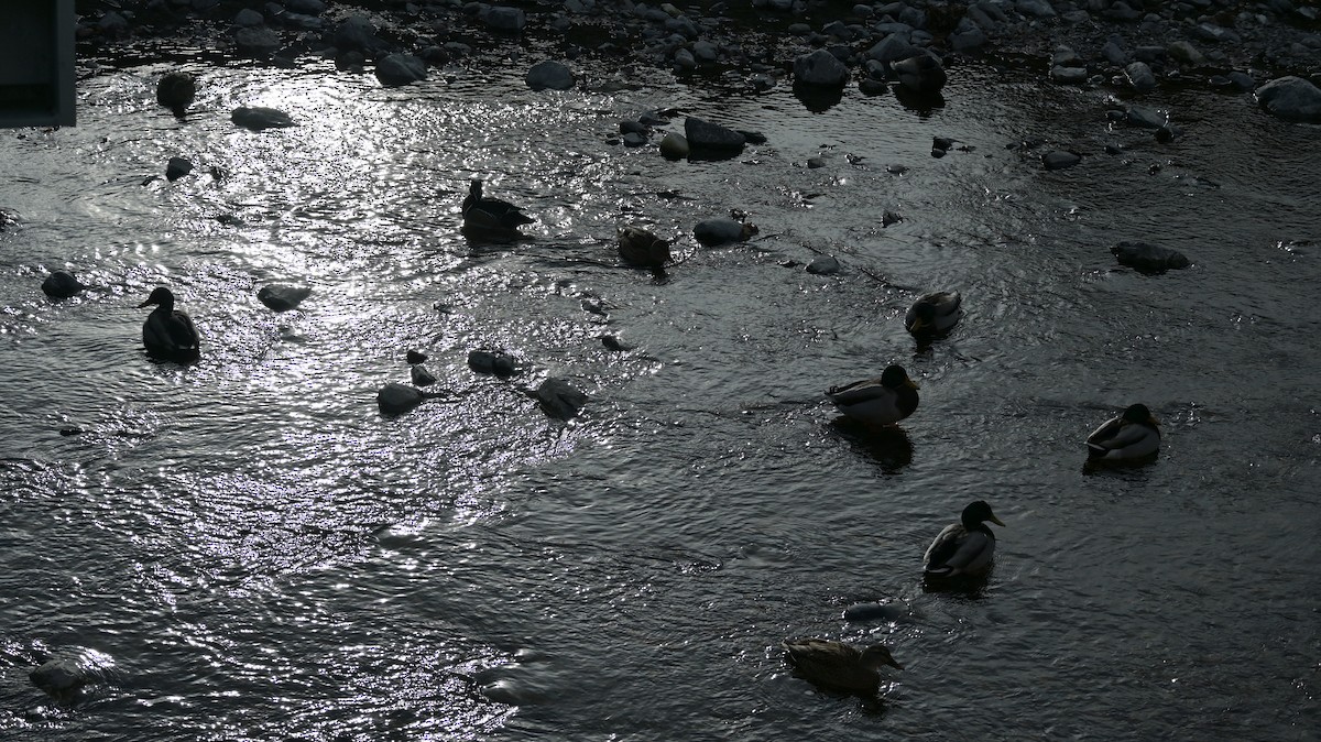 Зэрлэг нугас - ML646181292