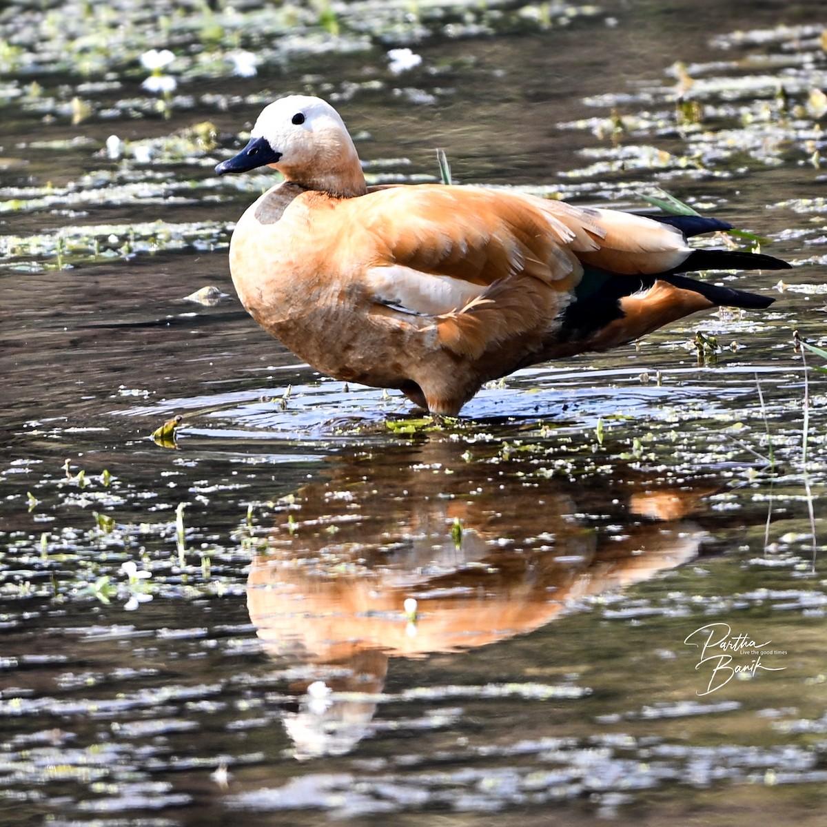 Ruddy Shelduck - ML646181294