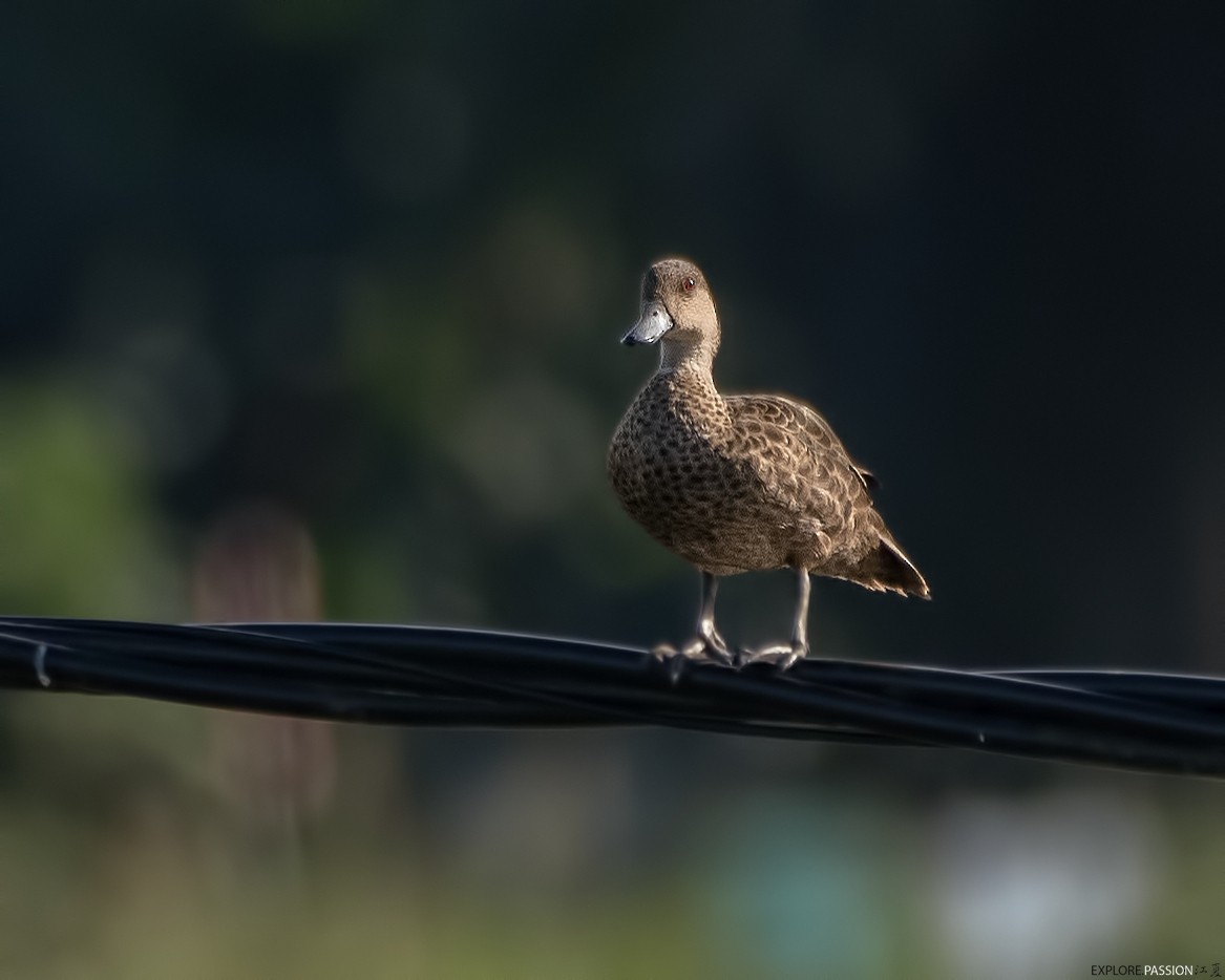 Sunda Teal - ML646181295