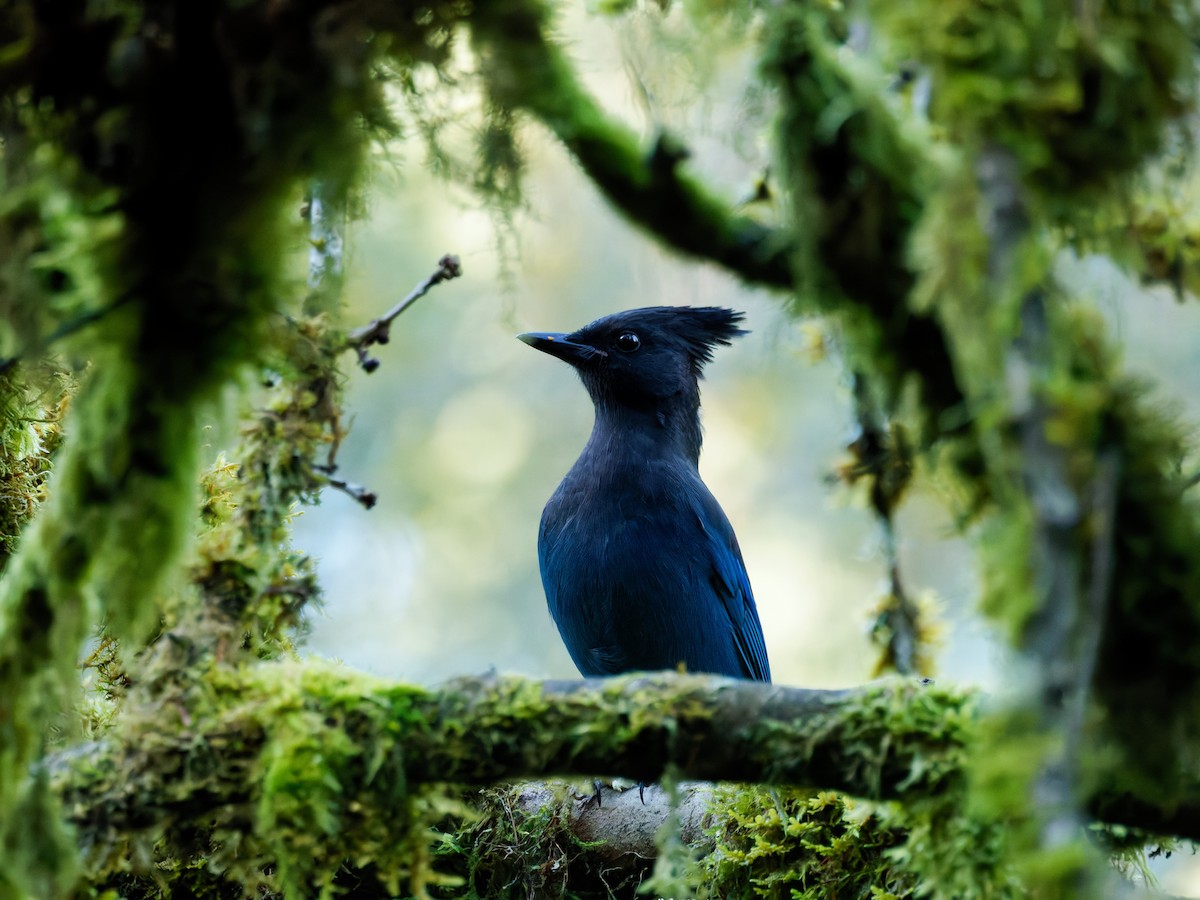 Steller Kargası - ML646181298