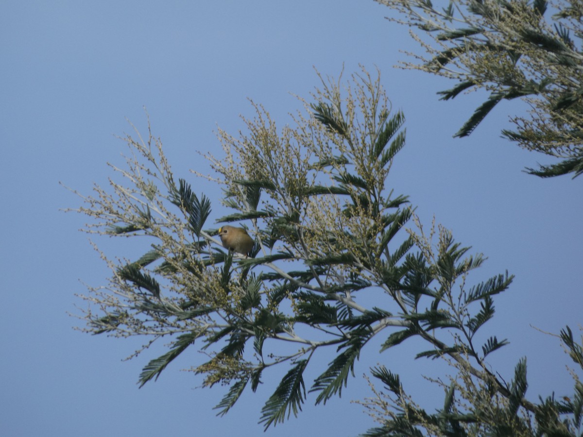 Goldcrest - ML646181299