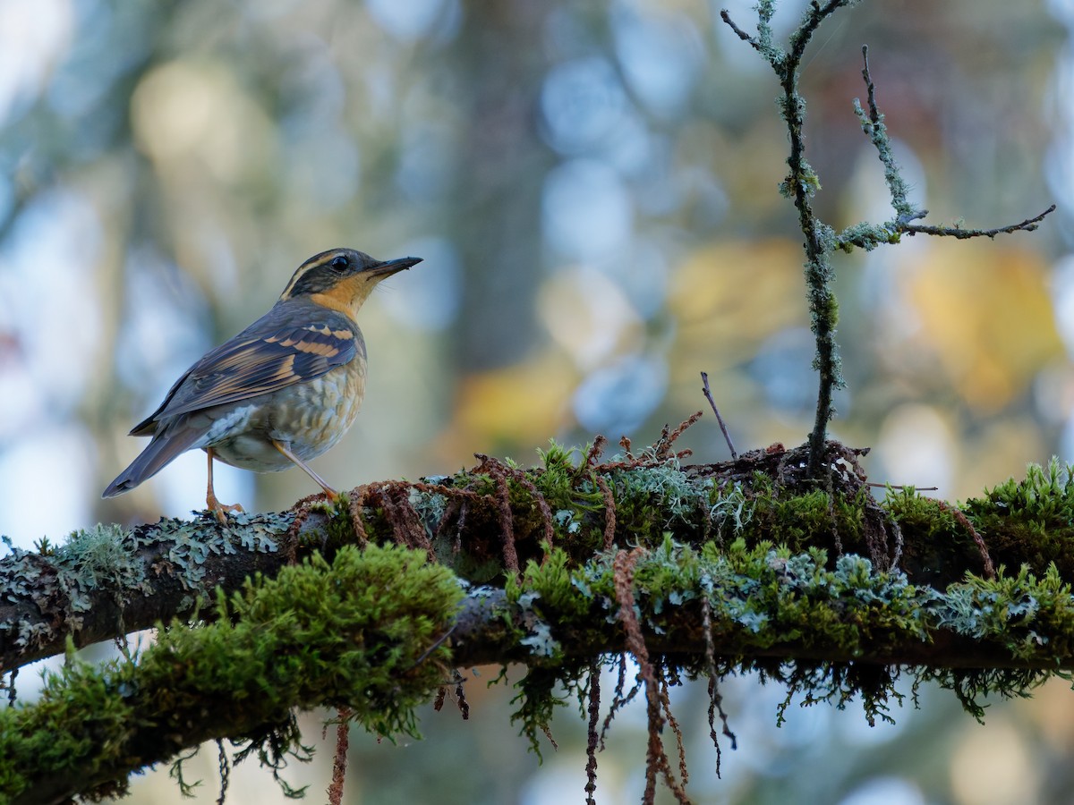 Varied Thrush - ML646181307