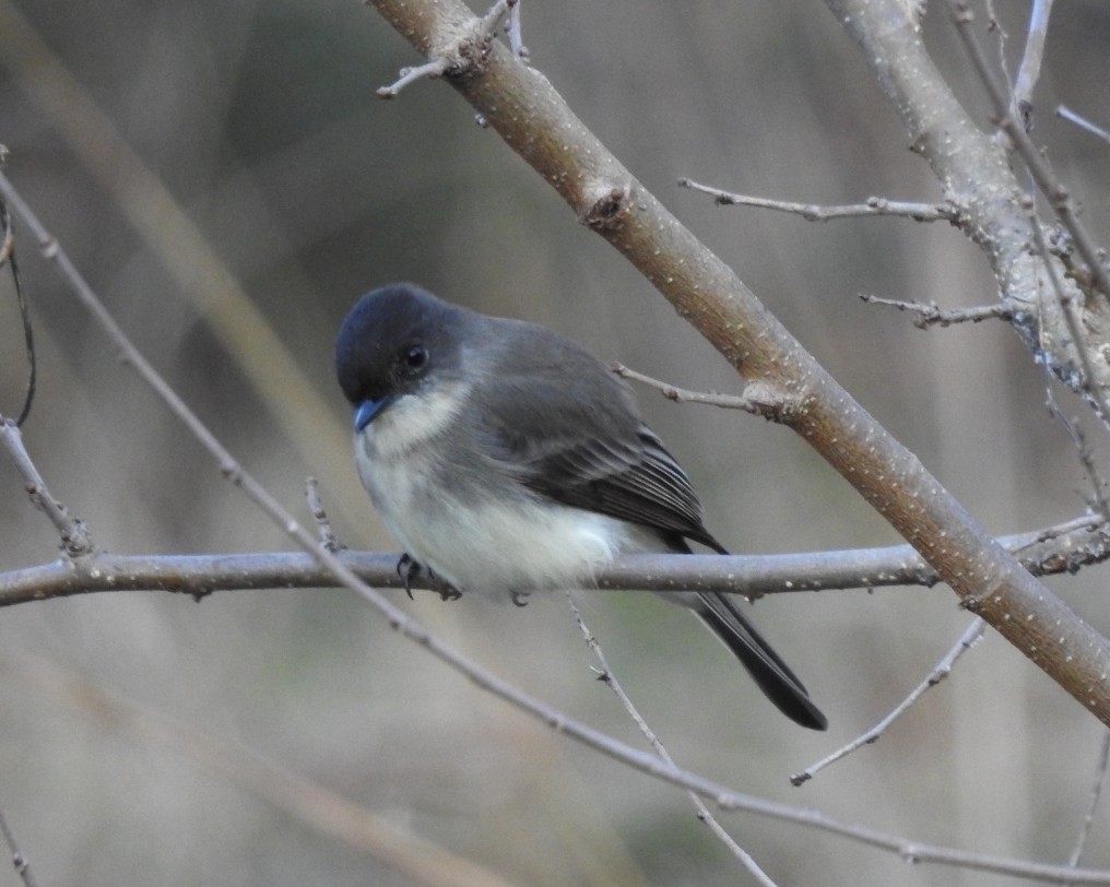Eastern Phoebe - ML646181308