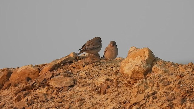 Trumpeter Finch - ML646181310