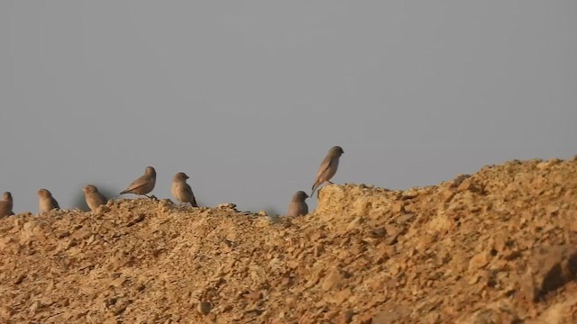 Trumpeter Finch - ML646181311