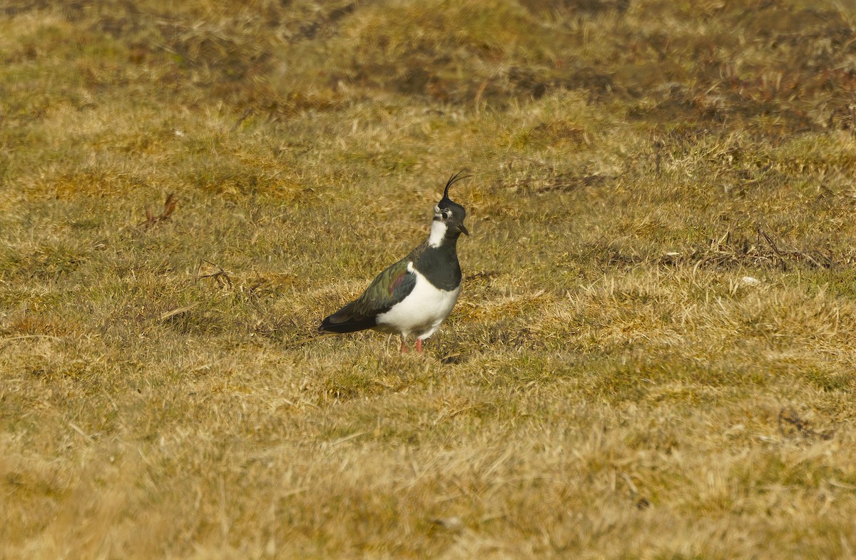čejka chocholatá - ML646181314