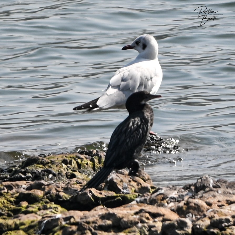 racek hnědohlavý - ML646181316