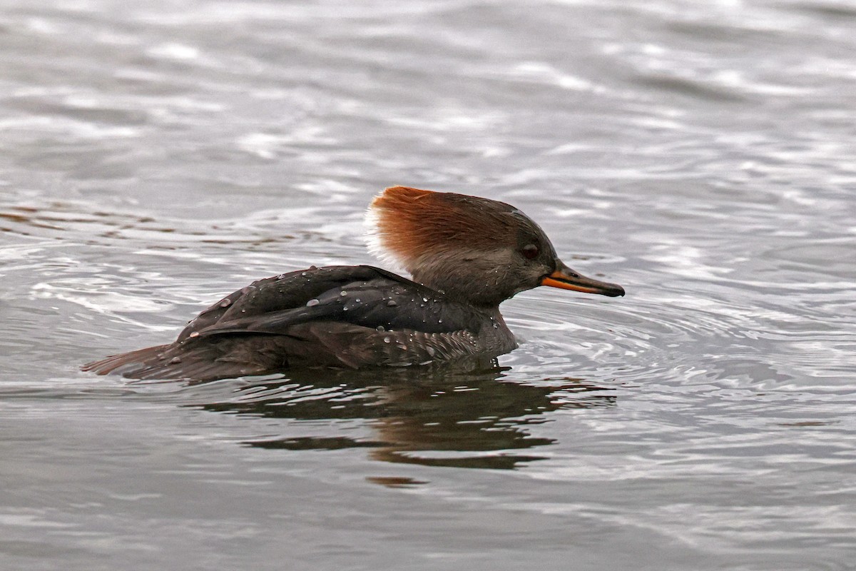 Hooded Merganser - ML646181318