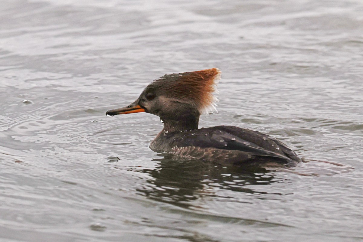 Hooded Merganser - ML646181319