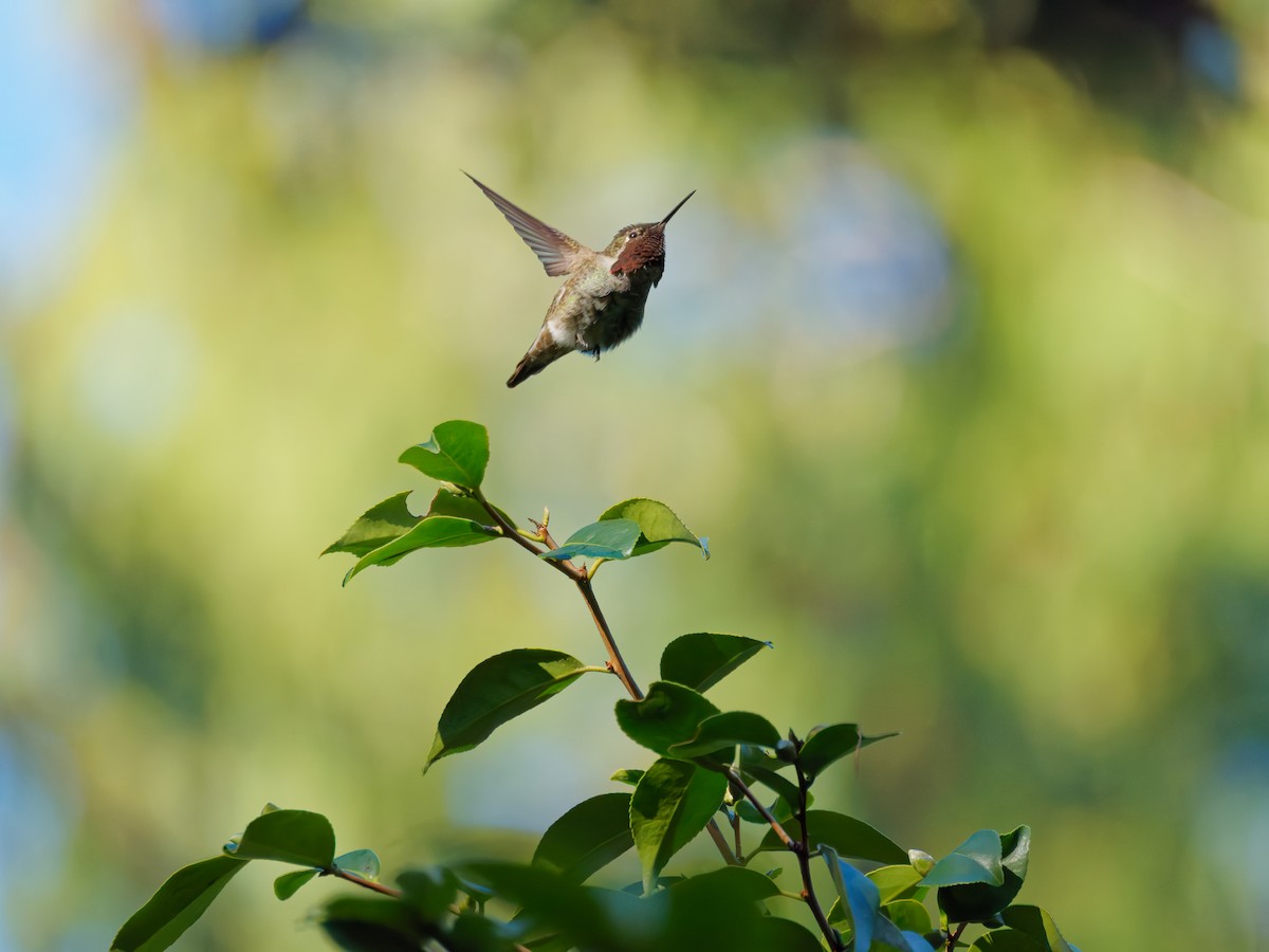 Anna's Hummingbird - ML646181320