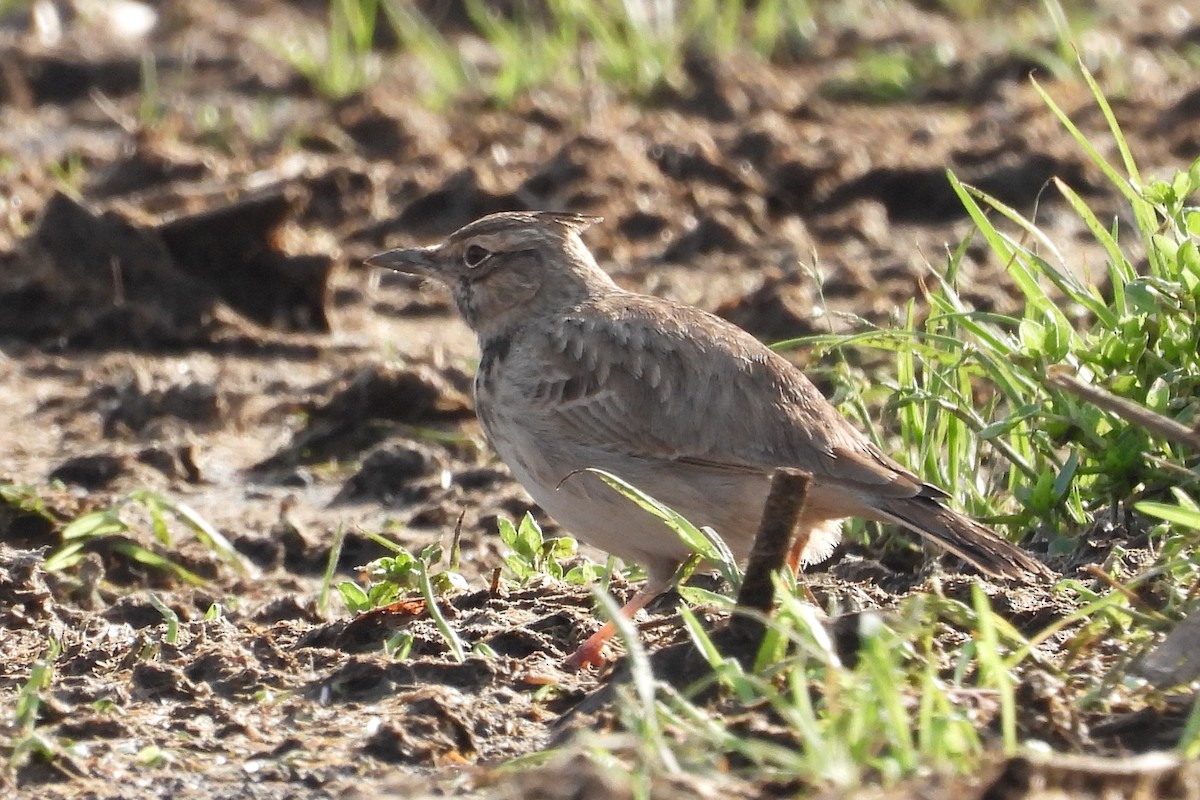 Crested Lark - ML646181327