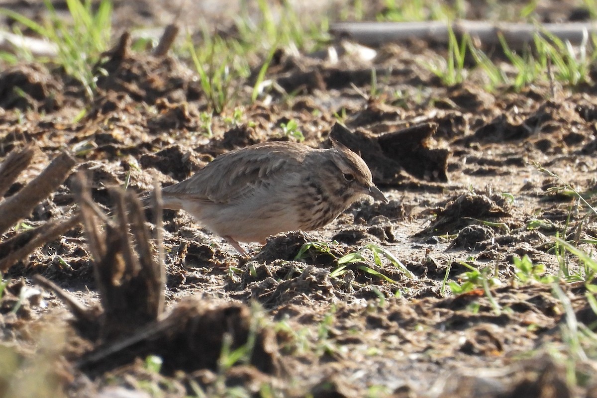 Crested Lark - ML646181328