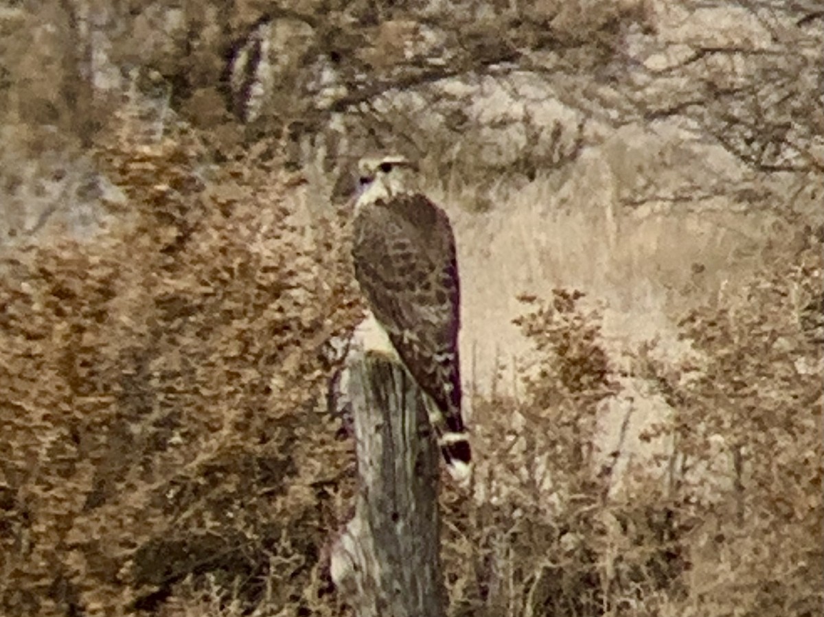 dřemlík tundrový - ML646181329