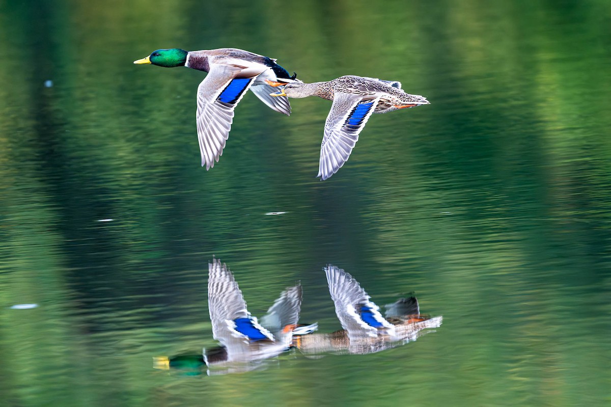 Зэрлэг нугас - ML646181342