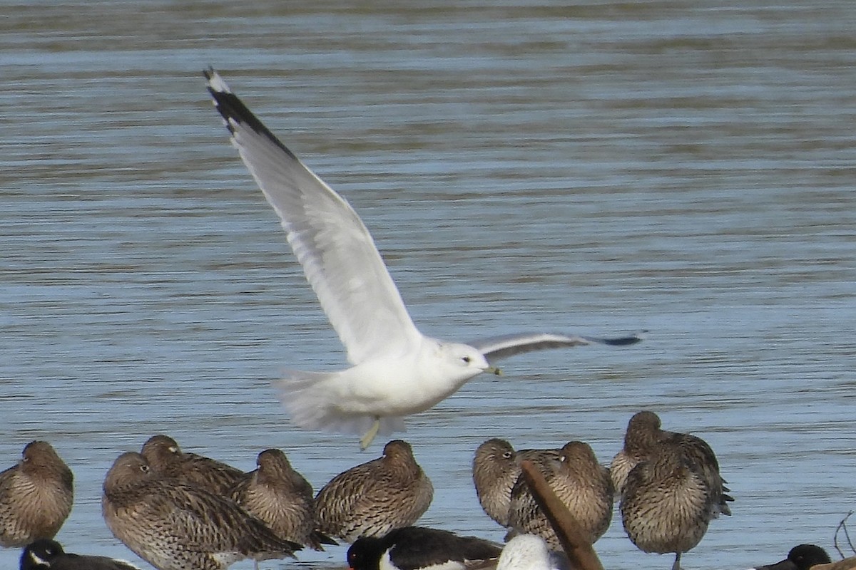 Common Gull - ML646181349
