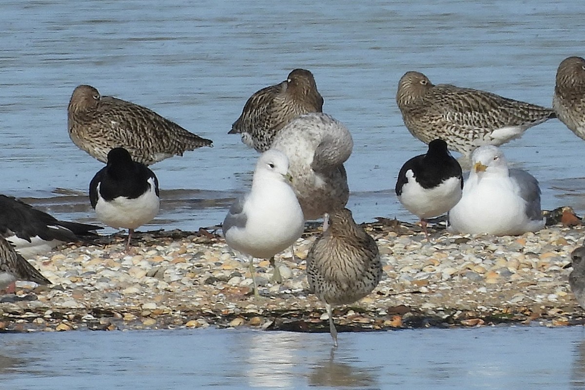 Common Gull - ML646181350