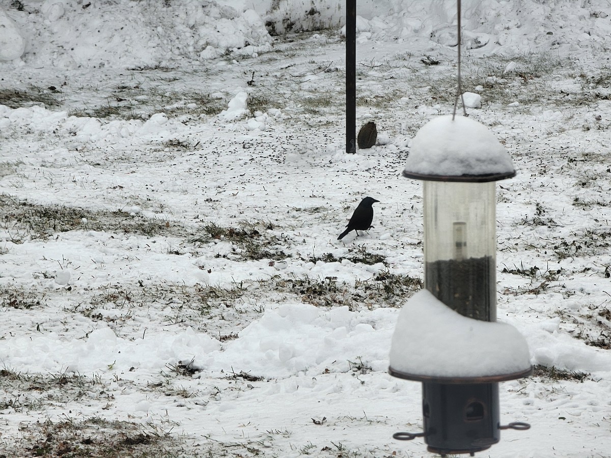 Common Grackle - ML646181351