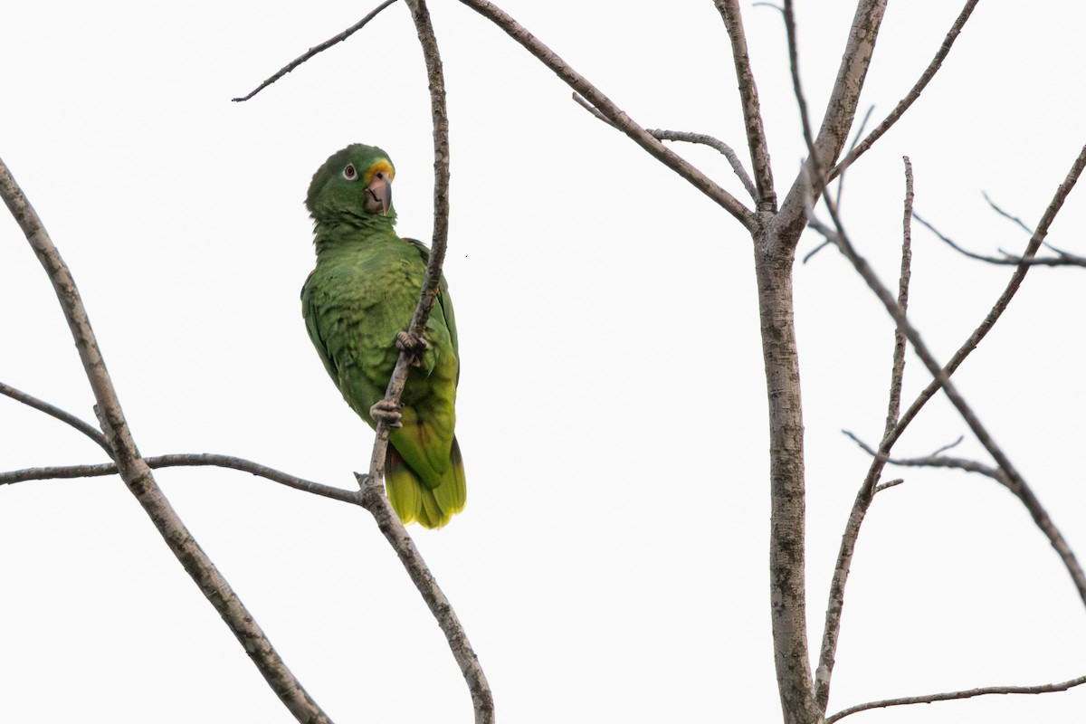 Yellow-crowned Amazon - ML646181352