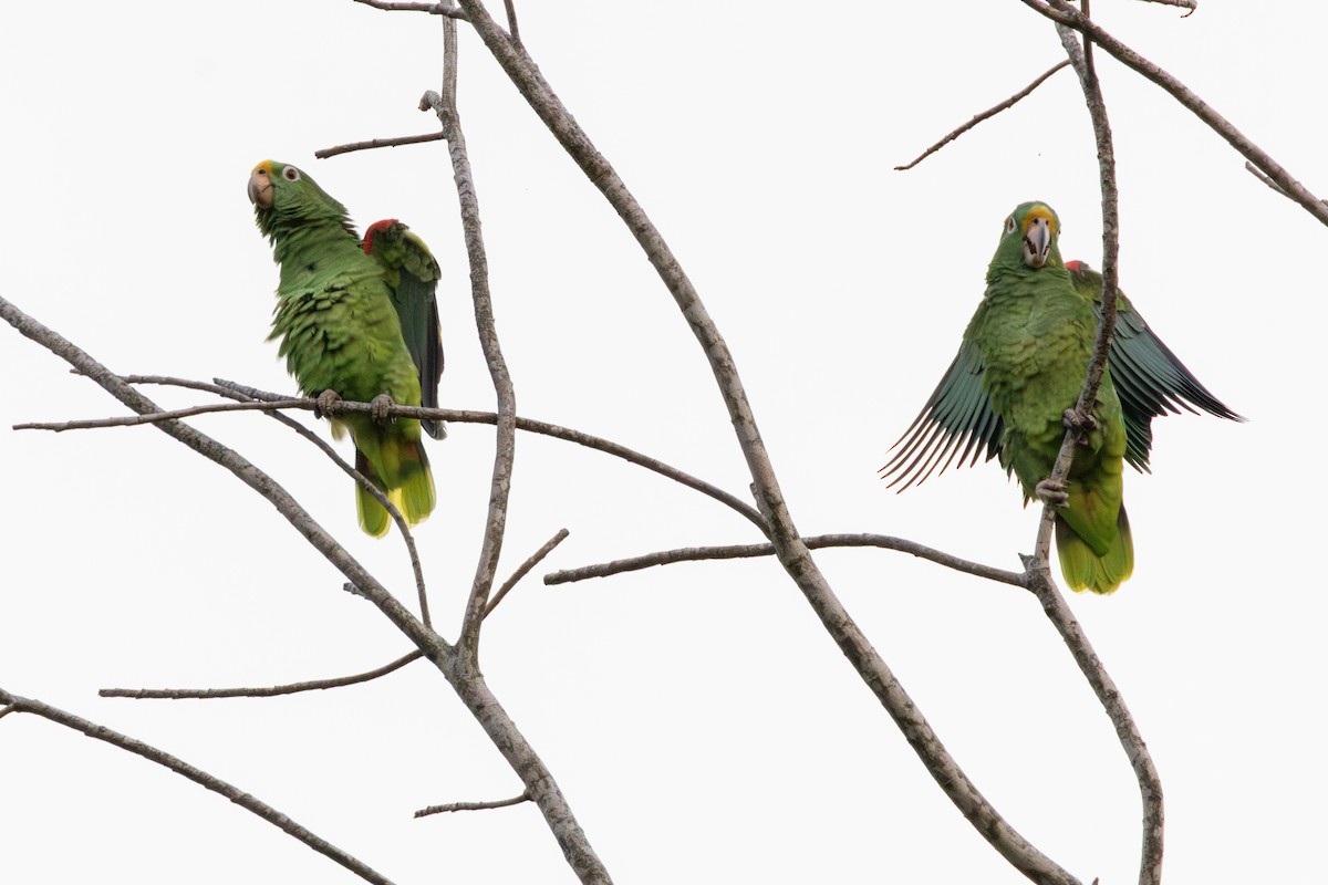 Yellow-crowned Amazon - ML646181353