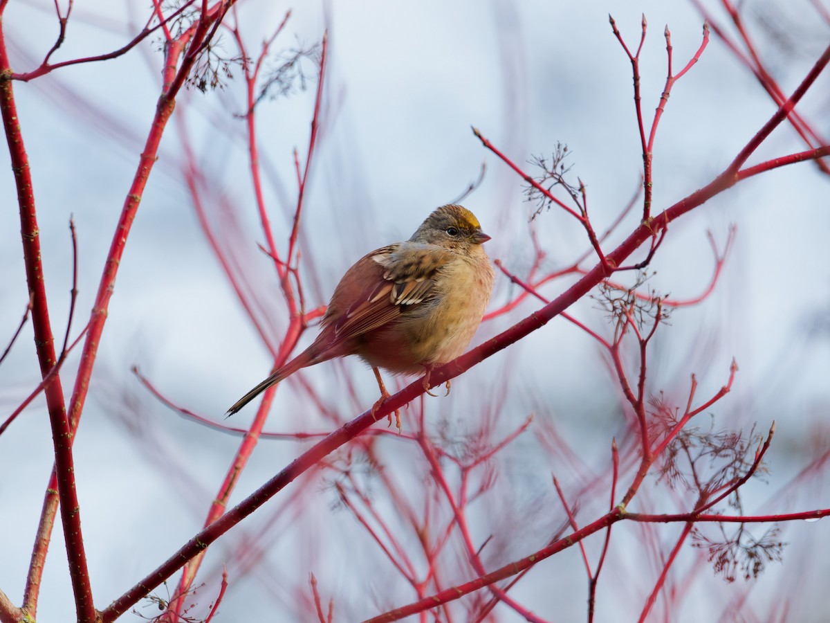 Golden-crowned Sparrow - ML646181360