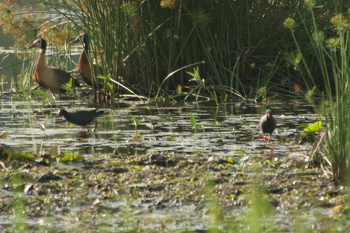 Allen's Gallinule - ML646181364