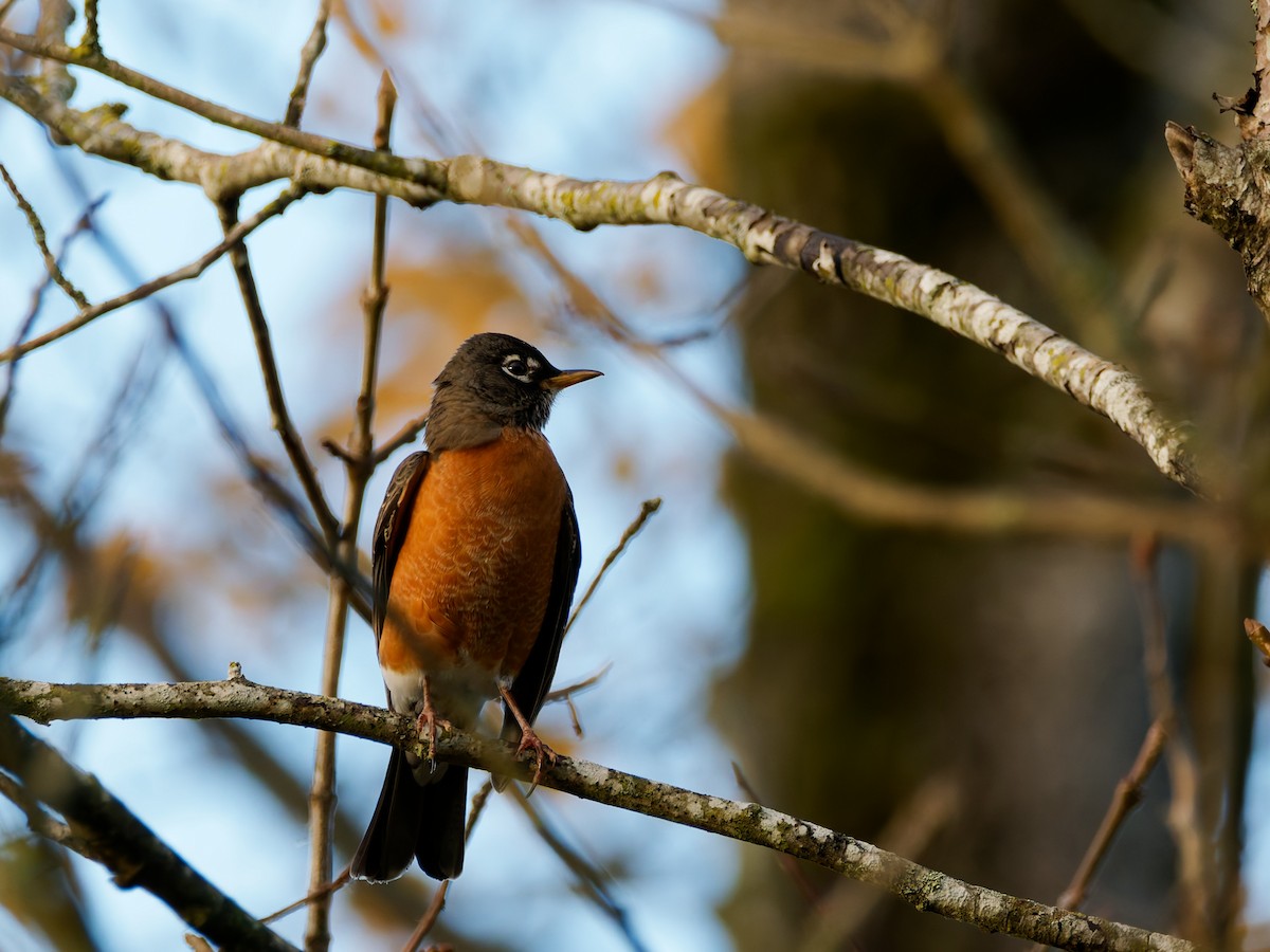 American Robin - ML646181368