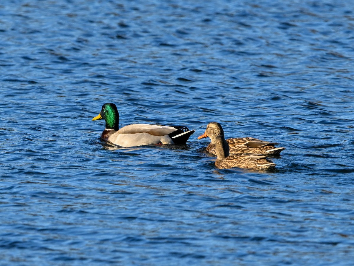 Зэрлэг нугас - ML646181371