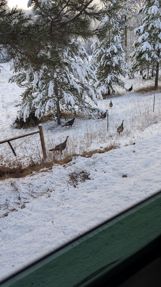 Wild Turkey - ML646181373