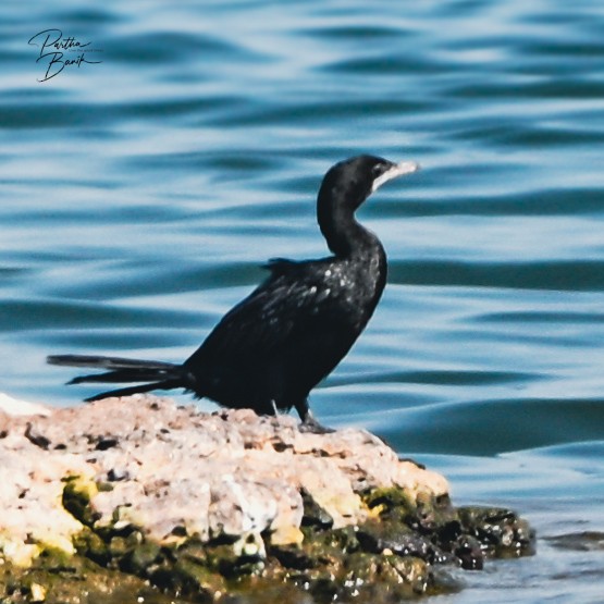 Little Cormorant - ML646181377