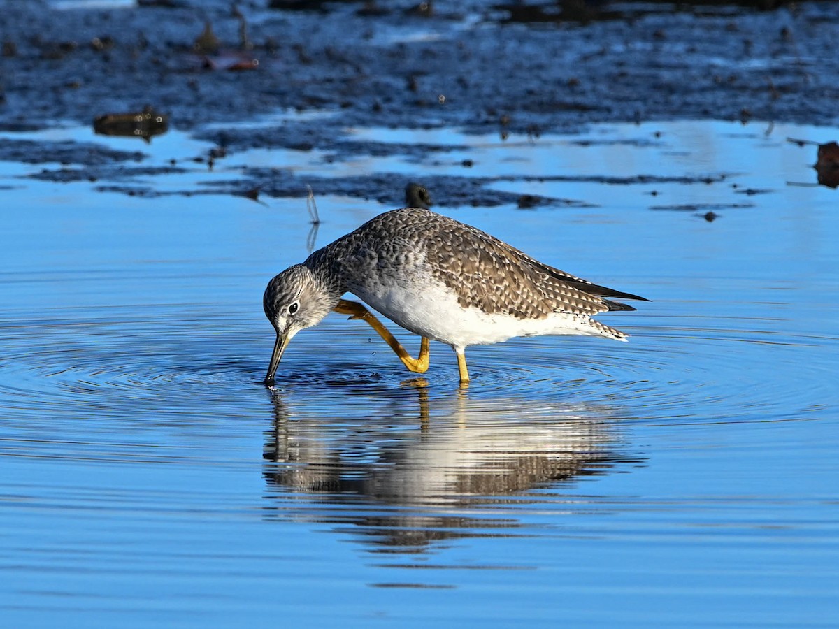 Greater Yellowlegs - ML646181378