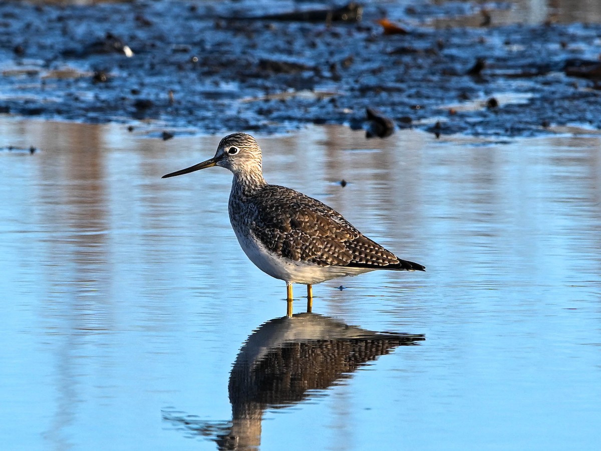 Greater Yellowlegs - ML646181379