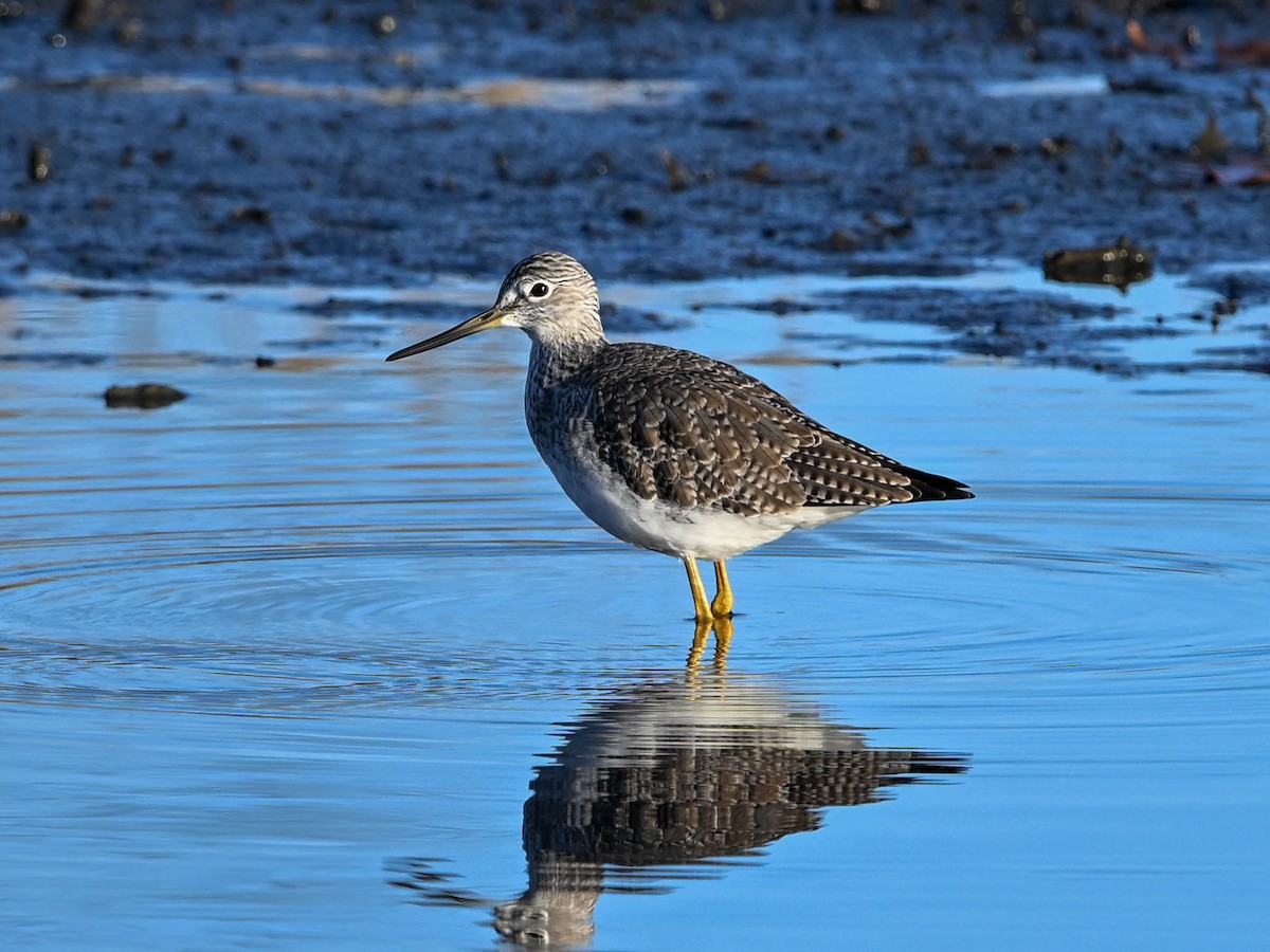 Greater Yellowlegs - ML646181380