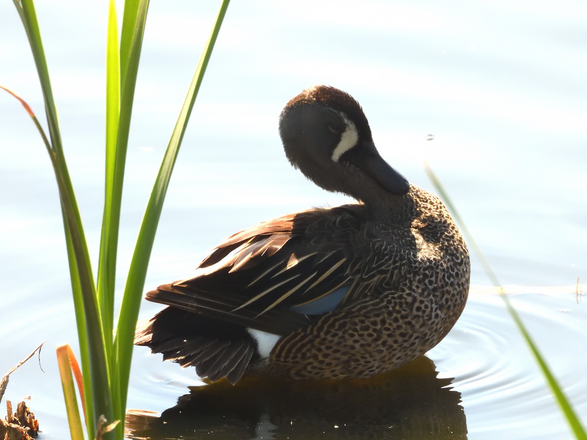 שרשיר כחול-כנף - ML646181386
