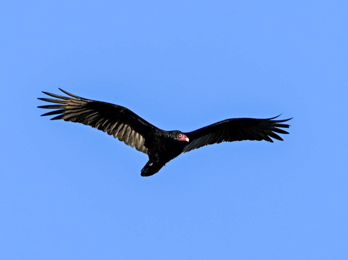 Turkey Vulture - ML646181395