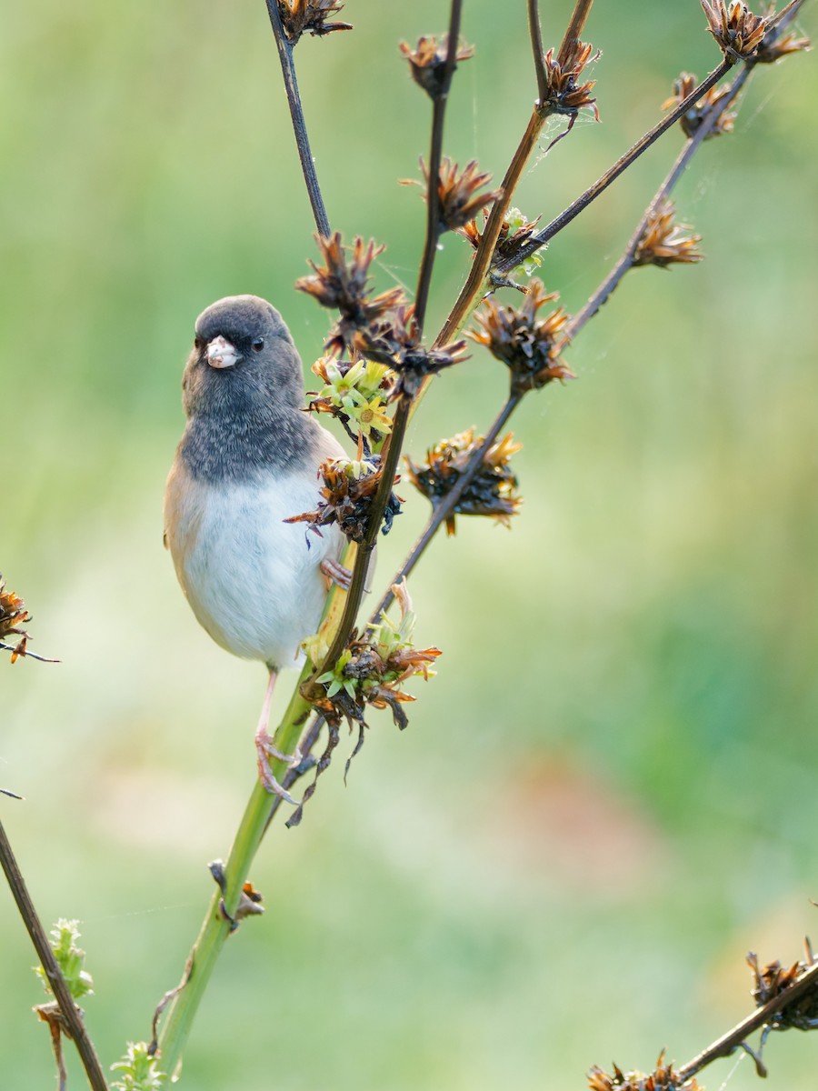 Dark-eyed Junco - ML646181396