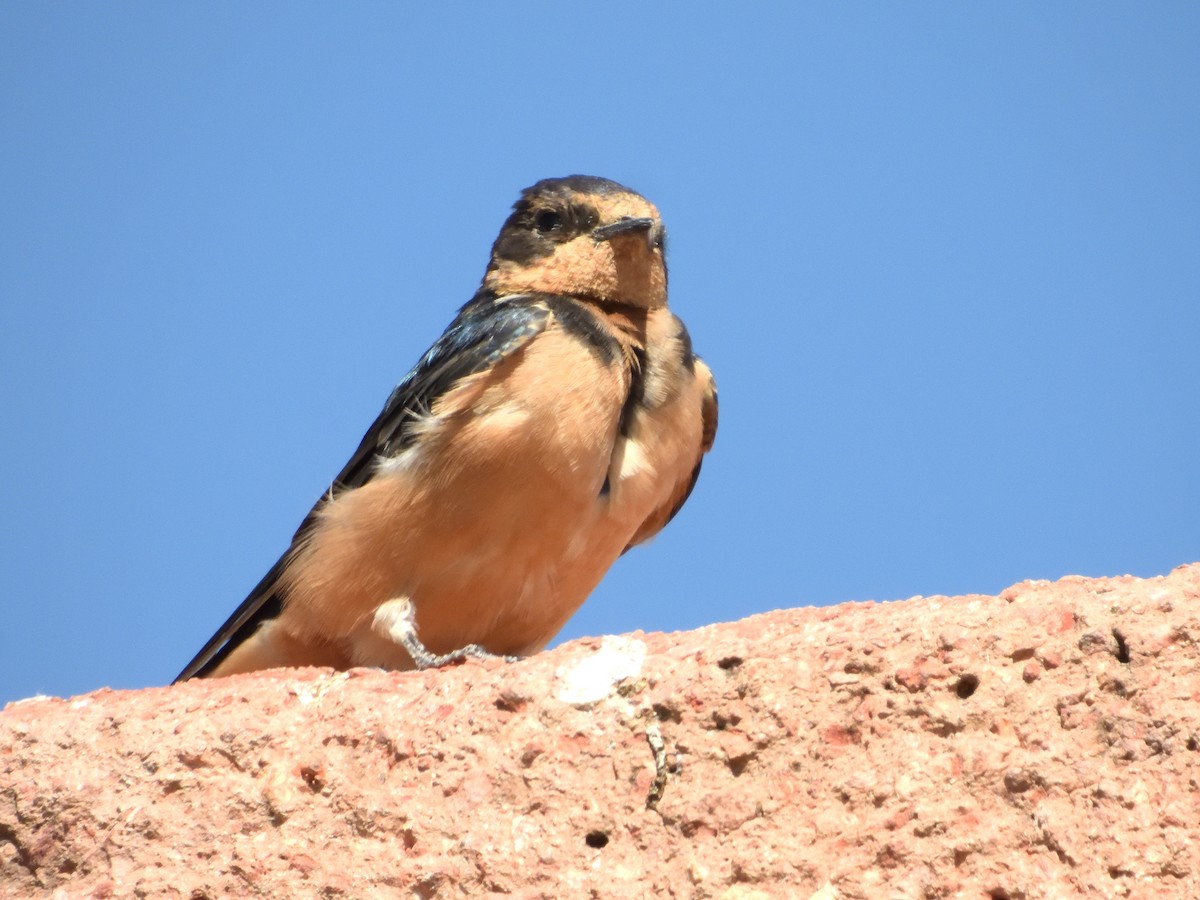 Ластівка сільська - ML646181398