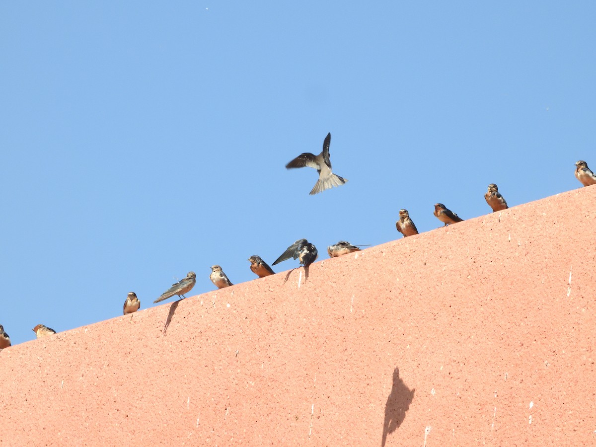 Ластівка сільська - ML646181399