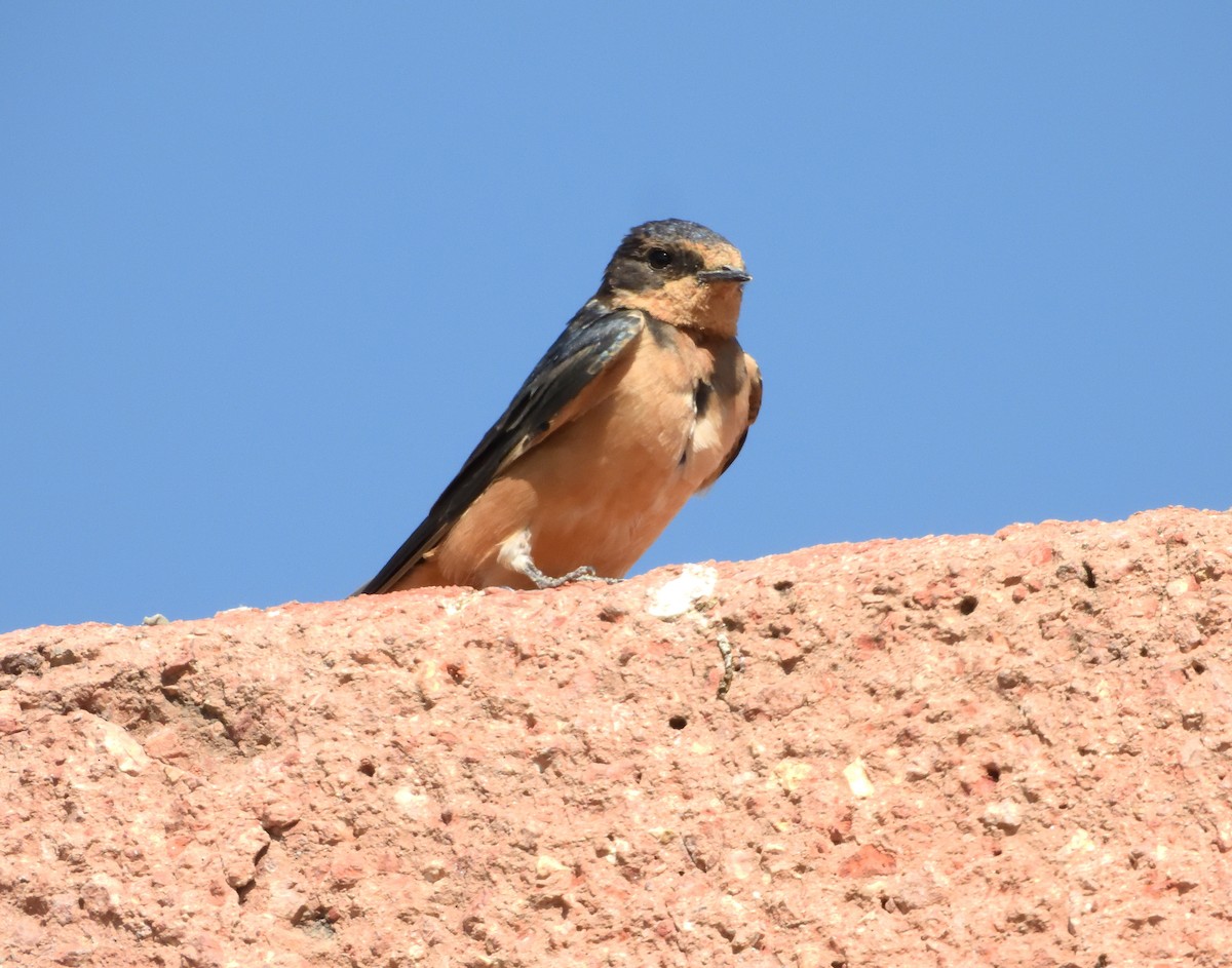 Ластівка сільська - ML646181400