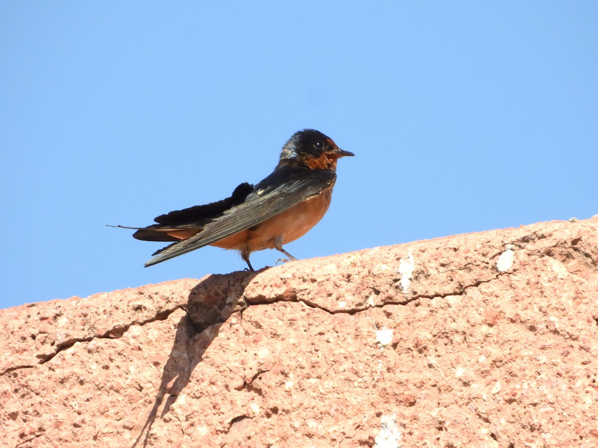 Ластівка сільська - ML646181401