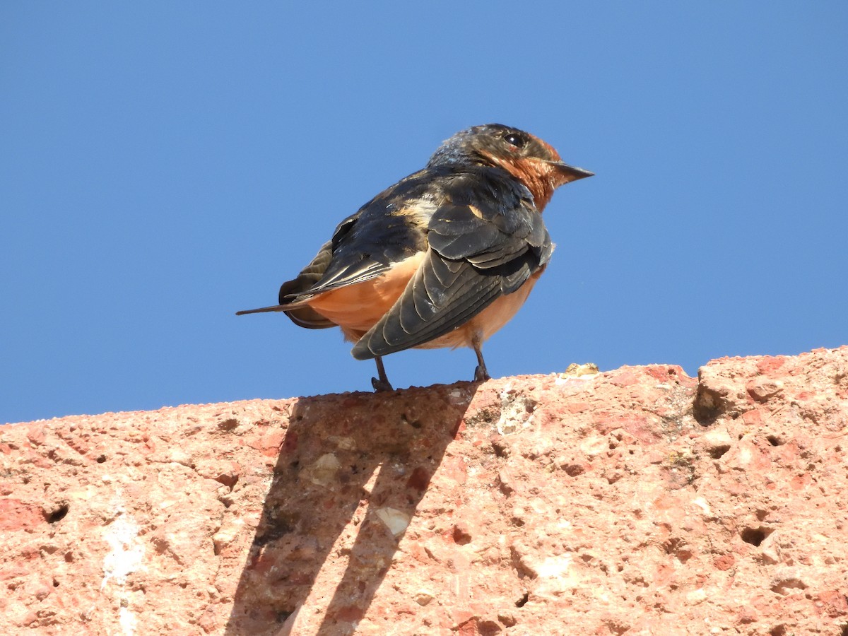 Ластівка сільська - ML646181402