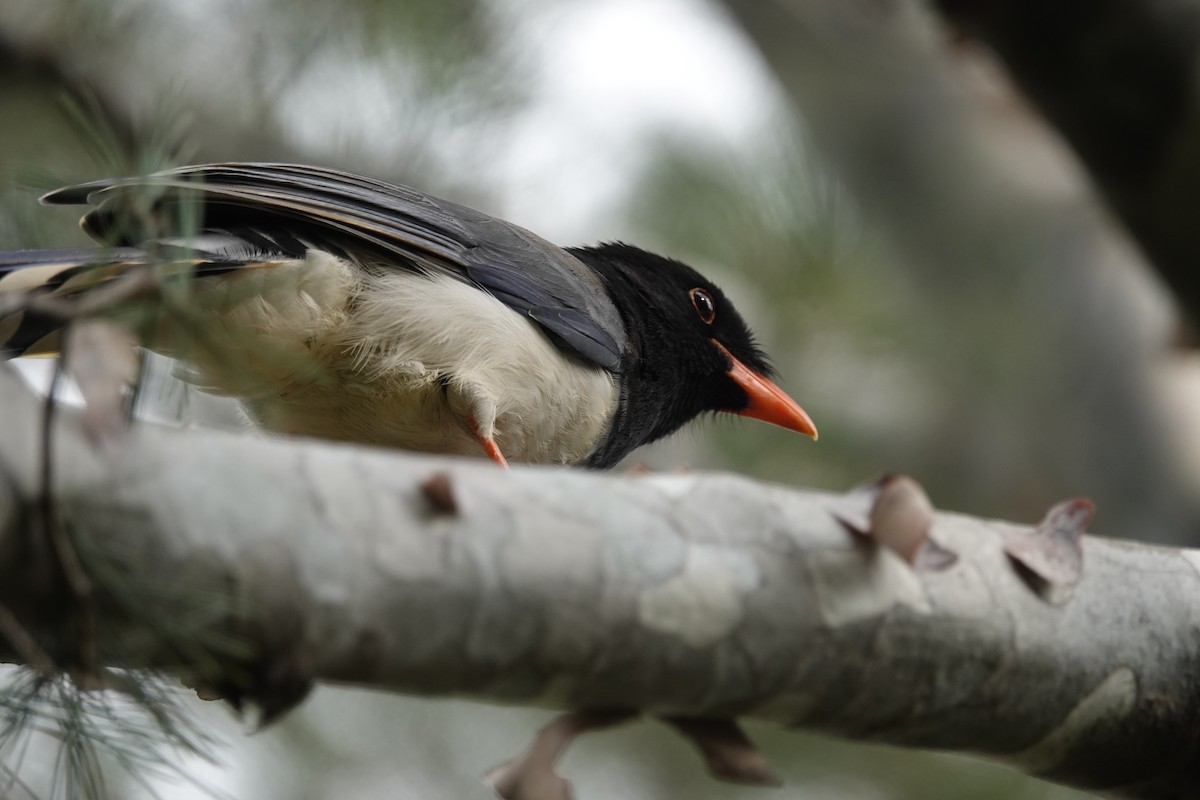 Red-billed Blue-Magpie - ML646181403