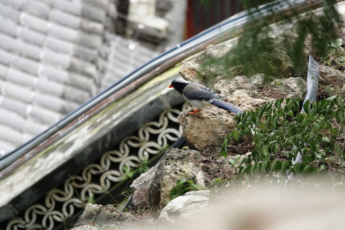 Red-billed Blue-Magpie - ML646181404