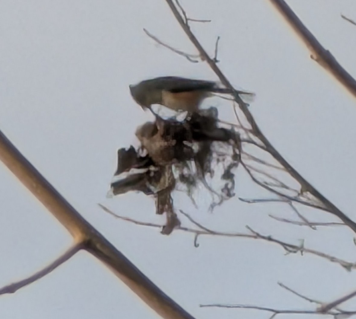 gråduskmeis - ML646181423