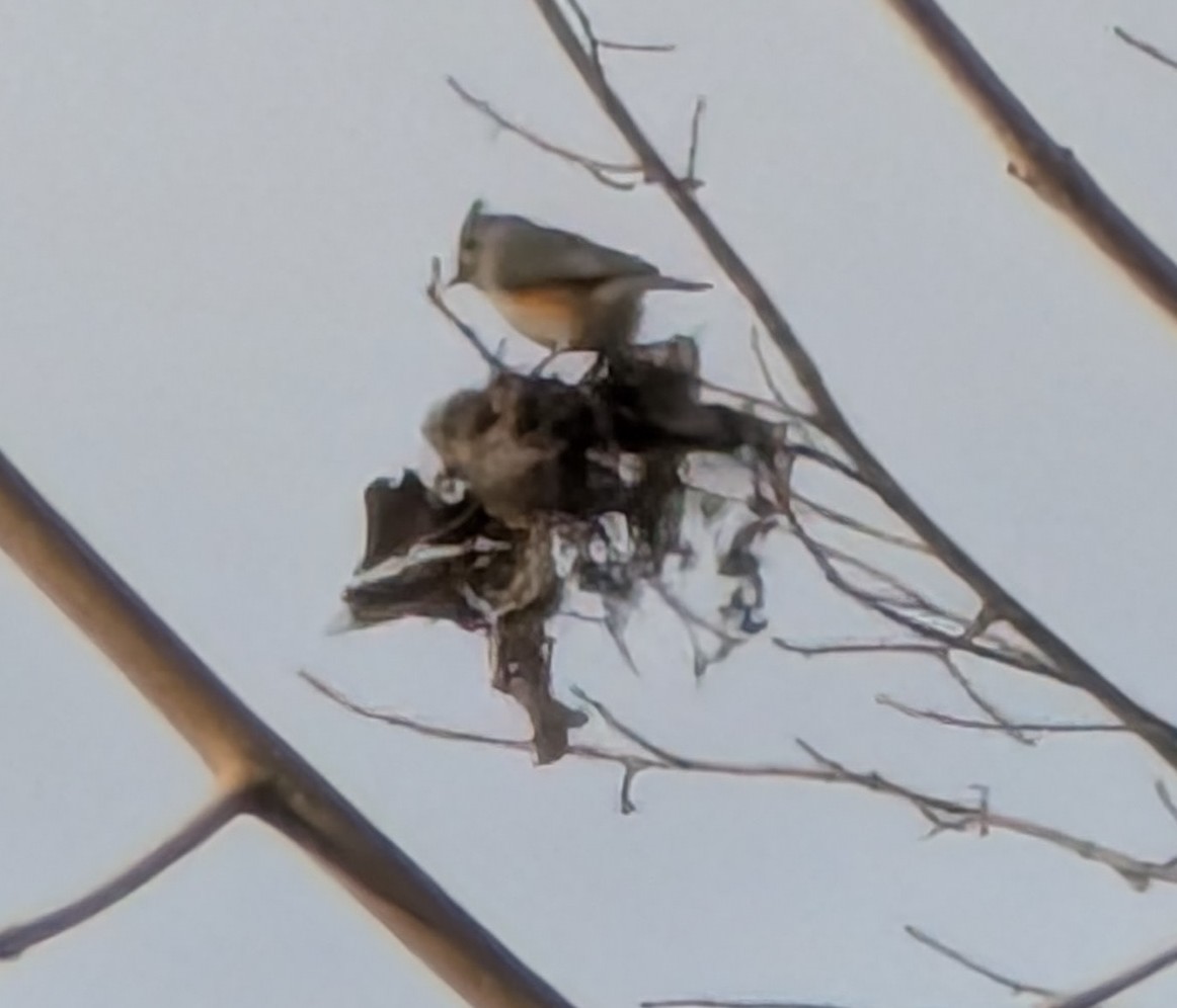 gråduskmeis - ML646181424