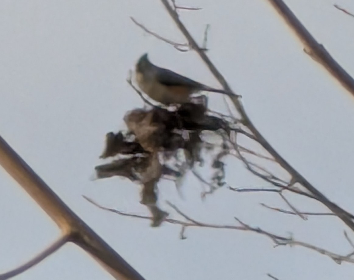 gråduskmeis - ML646181425