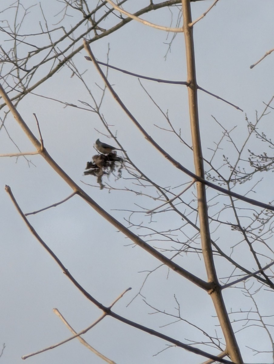 gråduskmeis - ML646181426