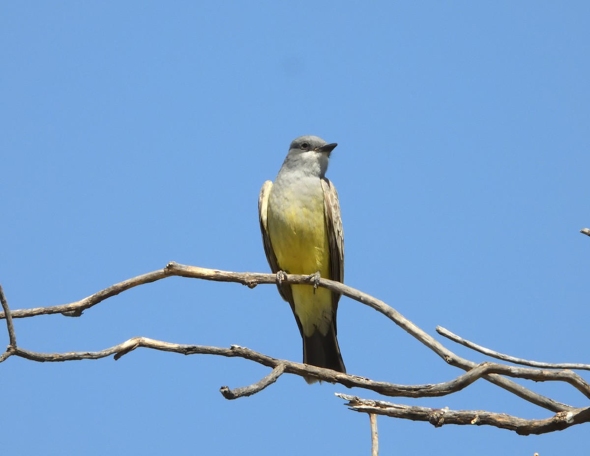 Cassin's Kingbird - ML646181429