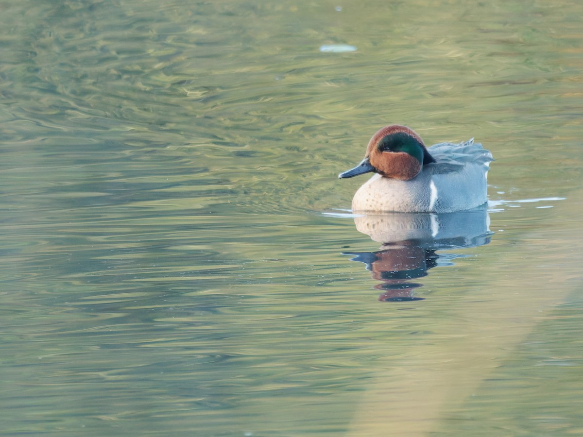 Green-winged Teal - ML646181431