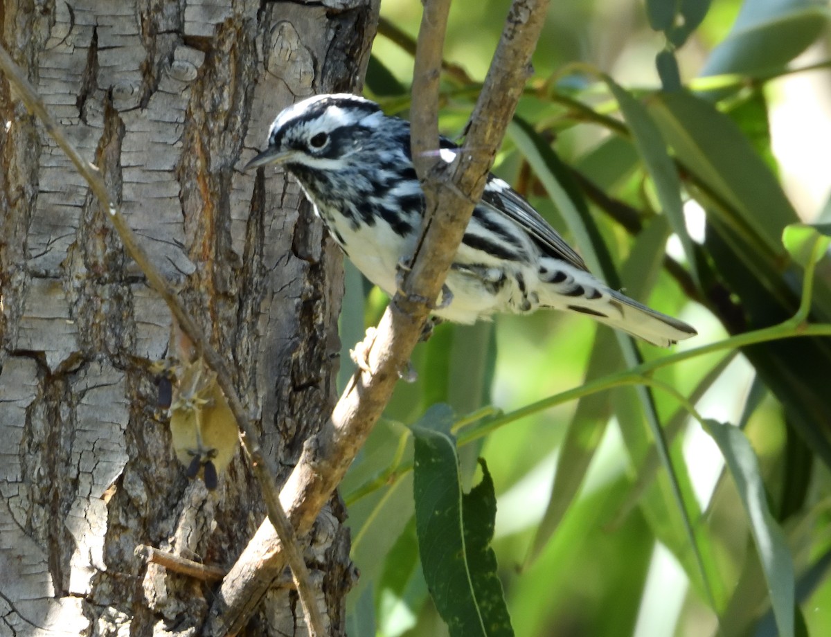 Black-and-white Warbler - ML646181438